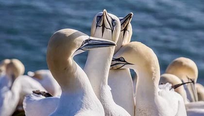 《绯闻风暴：顶流小生为爱拒演，资本之女成焦点》