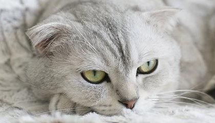 《跨国恋轰动！国民女神与神秘外籍才俊街头热吻引爆热议》