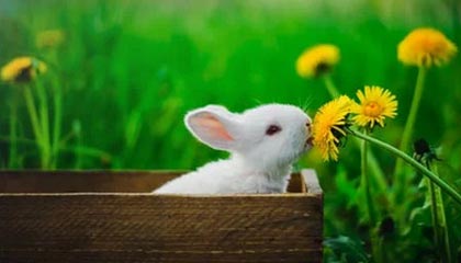 老牌国货79元套餐引爆直播间：主播泪洒现场，情怀如何变真金？